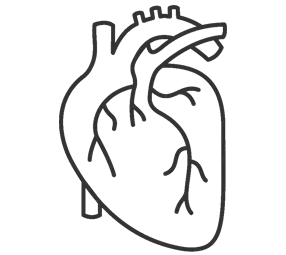 ANATOMICAL STRUCTURES